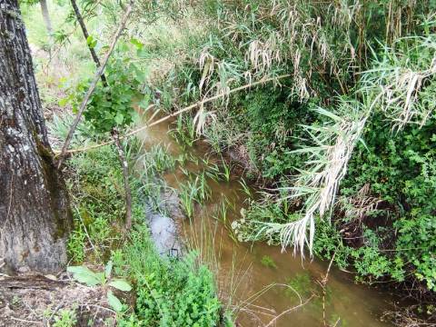Terreno Rustico com Vinha, Floresta e Olival para venda em Castelos
