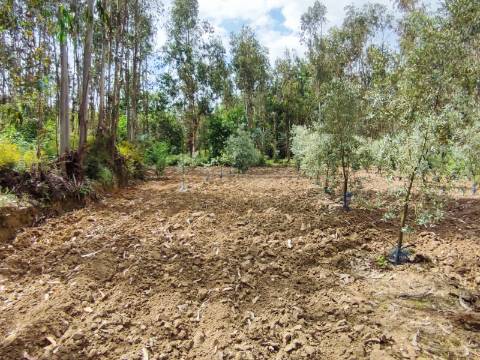 Terreno Rustico com Vinha, Floresta e Olival para venda em Castelos