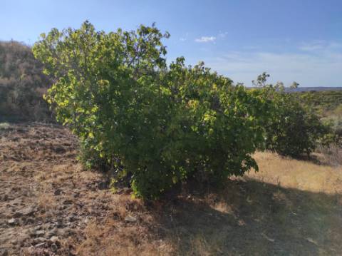 TERRENO COM 31.200 M2 - POSSIBILIDADE DE CONSTRUÇÃO DE ARMAZÉM - APOIO AGRÍCOLA - FERNÃO GIL - ODELEITE - CASTRO MARIM