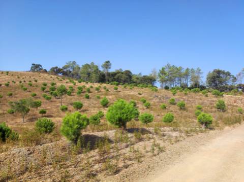 Terreno Misto