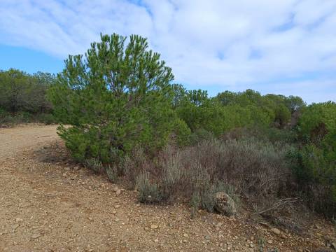 TERRENO COM 12.9 HECTARES - POSSIBILIDADE DE CONSTRUÇÃO - TURISMO - MORADIA - PALMEIRA - ALCOUTIM - ALGARVE