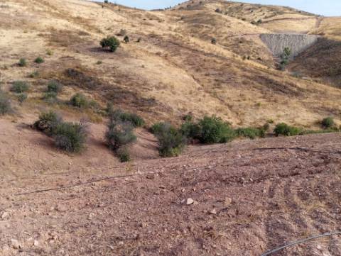 Terreno Rustico com plantação de alfarrobeiras
