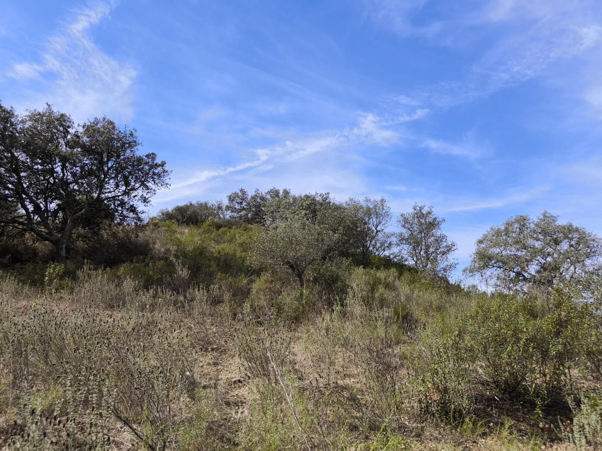 TERRENO RUSTICO COM 2.155 M2 - JUNQUEIRA - BELICHE - CASTRO MARIM - ALGARVE