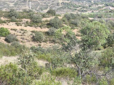 TERRENO RUSTICO COM 7.360 M2 - BELICHE - EM CASTRO MARIM - ALGARVE