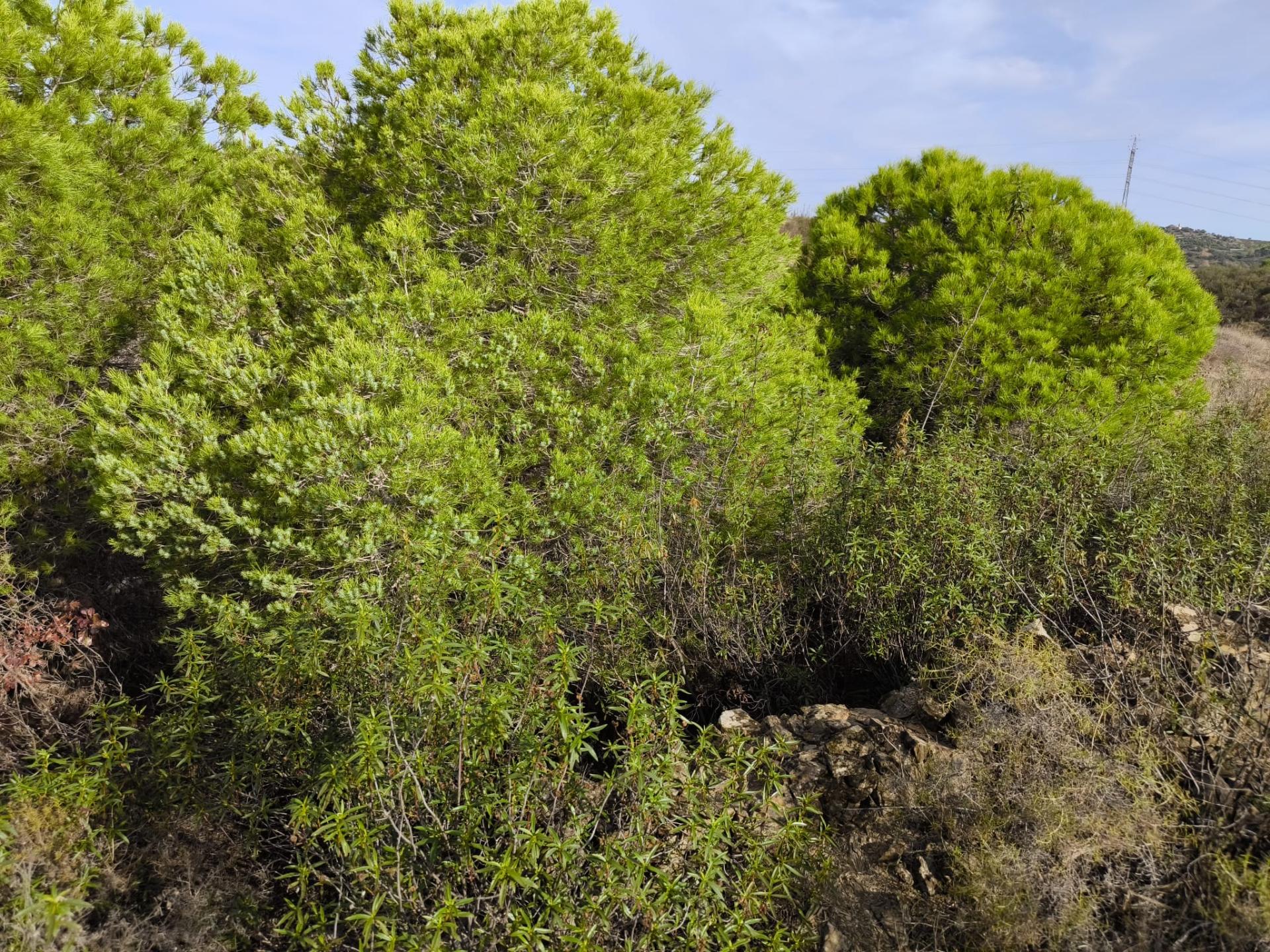TERRENO COM 21.000 M2 - COM POÇO - FIGUEIRAIS - BELICHE - CASTRO MARIM - ALGARVE