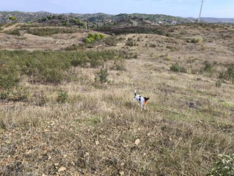 TERRENO COM 21.000 M2 - COM POÇO - FIGUEIRAIS - BELICHE - CASTRO MARIM - ALGARVE