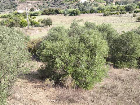 TERRENO RUSTICO COM 680 M2 - COM ARVORES - PLANO - JUNQUEIRA - CASTRO MARIM - ALGARVE
