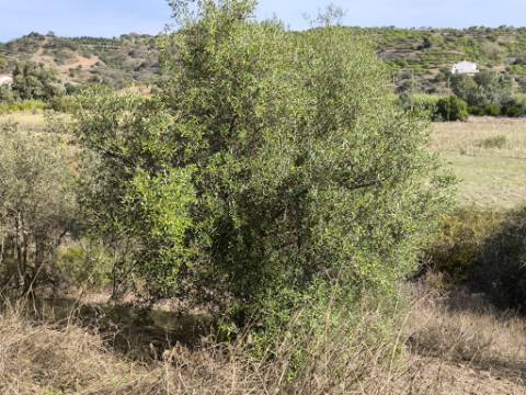 TERRENO RUSTICO COM 680 M2 - COM ARVORES - PLANO - JUNQUEIRA - CASTRO MARIM - ALGARVE
