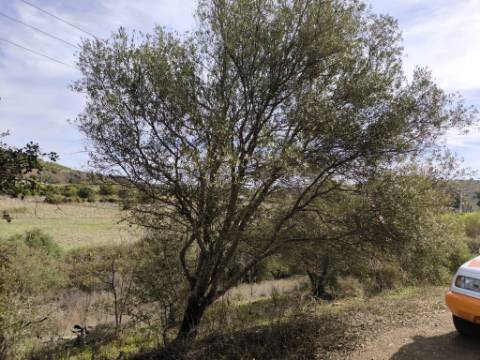 TERRENO RUSTICO COM 680 M2 - COM ARVORES - PLANO - JUNQUEIRA - CASTRO MARIM - ALGARVE