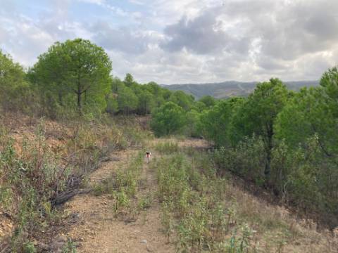 TERRENO COM 67.520 M2 - COM POSSIBILIDADE DE CONSTRUÇÃO - TURISMO OU HABITAÇÃO - PROXIMO A ALDEIA DOS CORUJOS EM CASTRO MARIM - ALGARVE
