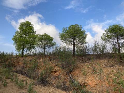 TERRENO COM 67.520 M2 - COM POSSIBILIDADE DE CONSTRUÇÃO - TURISMO OU HABITAÇÃO - PROXIMO A ALDEIA DOS CORUJOS EM CASTRO MARIM - ALGARVE