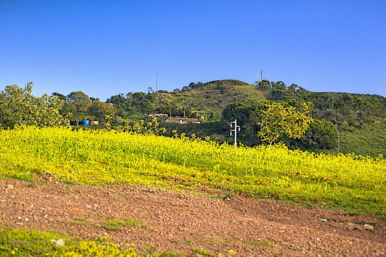 Terreno Rústico Próximo de Tavira