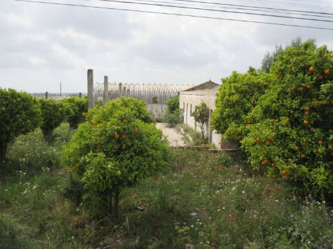 Terreno misto em Santa Barbara de Nexe ( Faltosa ) entre o mar e a serra, Aldeia que pertence a Faro.
