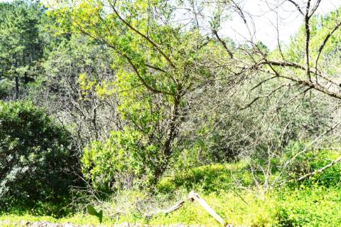 Ruina com espaço exterior, na zona de Santa Catarina da Fonte do Bispo