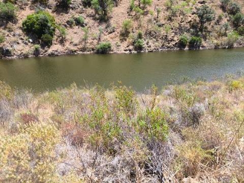 TERRENO COM 4.560 m2 - COM RUINA DE 100 M2 - ARRECADAÇÃO - JUNTO A BARRAGEM DO BELICHE - BARREIROS - CASTRO MARIM - ALGARVE