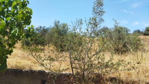 TERRENO COM 7.640 M2 JUNTO A ENTRADA DA ALDEIA DE CORTES PEREIRA - ALCOUTIM - ALGARVE