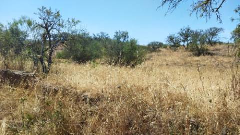 TERRENO COM 7.640 M2 JUNTO A ENTRADA DA ALDEIA DE CORTES PEREIRA - ALCOUTIM - ALGARVE