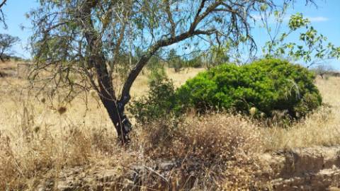 TERRENO COM 7.640 M2 JUNTO A ENTRADA DA ALDEIA DE CORTES PEREIRA - ALCOUTIM - ALGARVE