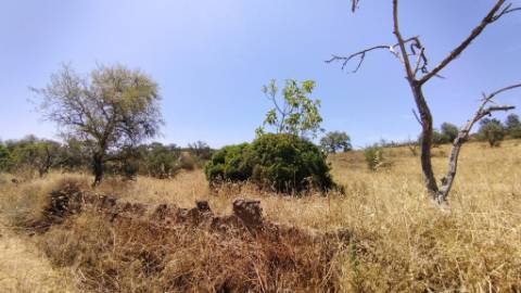 TERRENO COM 7.640 M2 JUNTO A ENTRADA DA ALDEIA DE CORTES PEREIRA - ALCOUTIM - ALGARVE