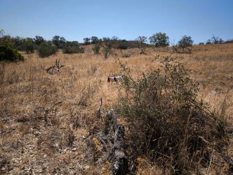 TERRENO COM 7.640 M2 JUNTO A ENTRADA DA ALDEIA DE CORTES PEREIRA - ALCOUTIM - ALGARVE