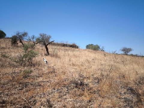 TERRENO COM 7.640 M2 JUNTO A ENTRADA DA ALDEIA DE CORTES PEREIRA - ALCOUTIM - ALGARVE