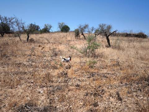 TERRENO COM 7.640 M2 JUNTO A ENTRADA DA ALDEIA DE CORTES PEREIRA - ALCOUTIM - ALGARVE