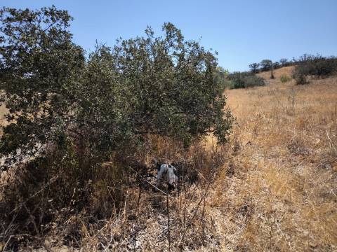 TERRENO COM 7.640 M2 JUNTO A ENTRADA DA ALDEIA DE CORTES PEREIRA - ALCOUTIM - ALGARVE