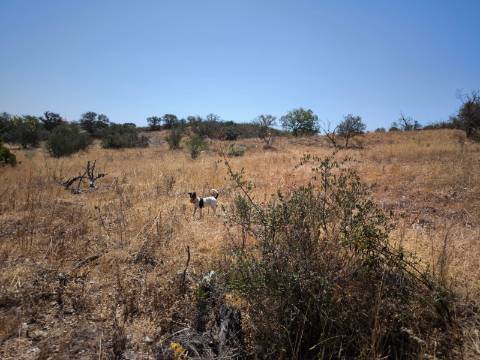 TERRENO COM 7.640 M2 JUNTO A ENTRADA DA ALDEIA DE CORTES PEREIRA - ALCOUTIM - ALGARVE