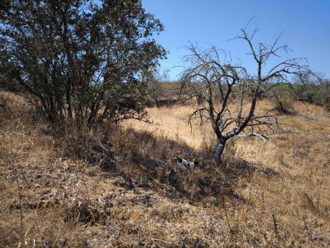 TERRENO COM 7.640 M2 JUNTO A ENTRADA DA ALDEIA DE CORTES PEREIRA - ALCOUTIM - ALGARVE