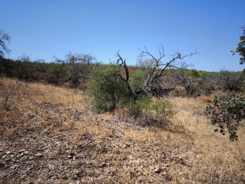 TERRENO COM 7.640 M2 JUNTO A ENTRADA DA ALDEIA DE CORTES PEREIRA - ALCOUTIM - ALGARVE