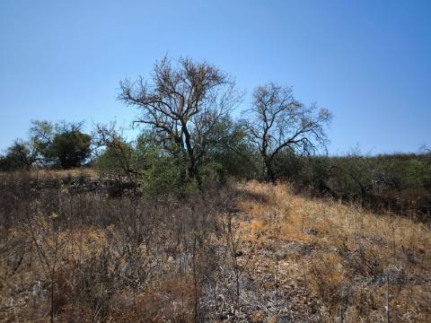 TERRENO COM 7.640 M2 JUNTO A ENTRADA DA ALDEIA DE CORTES PEREIRA - ALCOUTIM - ALGARVE