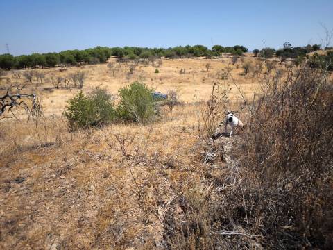 TERRENO COM 7.640 M2 JUNTO A ENTRADA DA ALDEIA DE CORTES PEREIRA - ALCOUTIM - ALGARVE