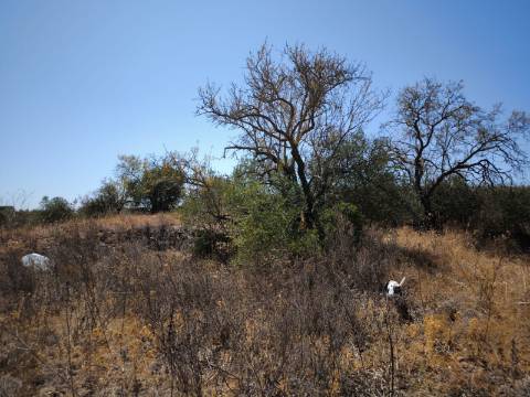 TERRENO COM 7.640 M2 JUNTO A ENTRADA DA ALDEIA DE CORTES PEREIRA - ALCOUTIM - ALGARVE