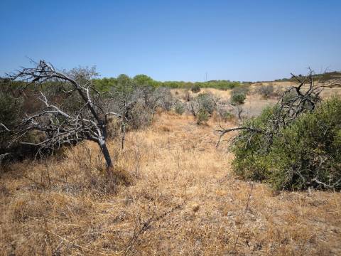 TERRENO COM 7.640 M2 JUNTO A ENTRADA DA ALDEIA DE CORTES PEREIRA - ALCOUTIM - ALGARVE