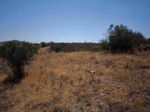 TERRENO COM 7.640 M2 JUNTO A ENTRADA DA ALDEIA DE CORTES PEREIRA - ALCOUTIM - ALGARVE