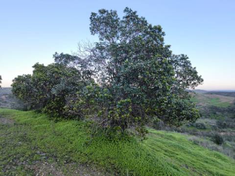 TERRENO MISTO COM 99.760 M² - COM RUÍNA - POÇOS - CONSTRUÇÃO DE HABITAÇÃO E OU TURISMO RURAL - VALE ANDREU - CASTRO MARIM - ALGARVE