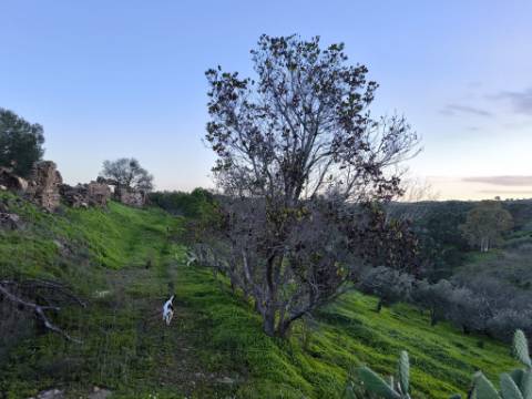 TERRENO MISTO COM 99.760 M² - COM RUÍNA - POÇOS - CONSTRUÇÃO DE HABITAÇÃO E OU TURISMO RURAL - VALE ANDREU - CASTRO MARIM - ALGARVE