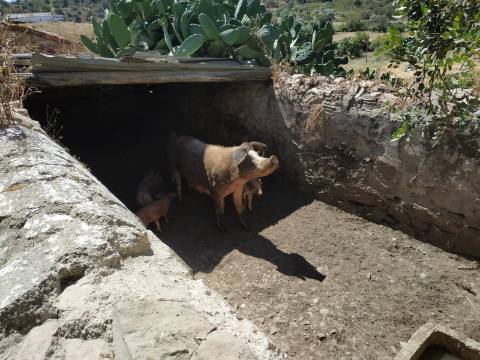 MORADIA ISOLADA COM 18.240 M2 DE TERRENO COM ÁRMAZEM PARA RECONSTRUIR - BELICHE - CASTRO MARIM - ALGARVE