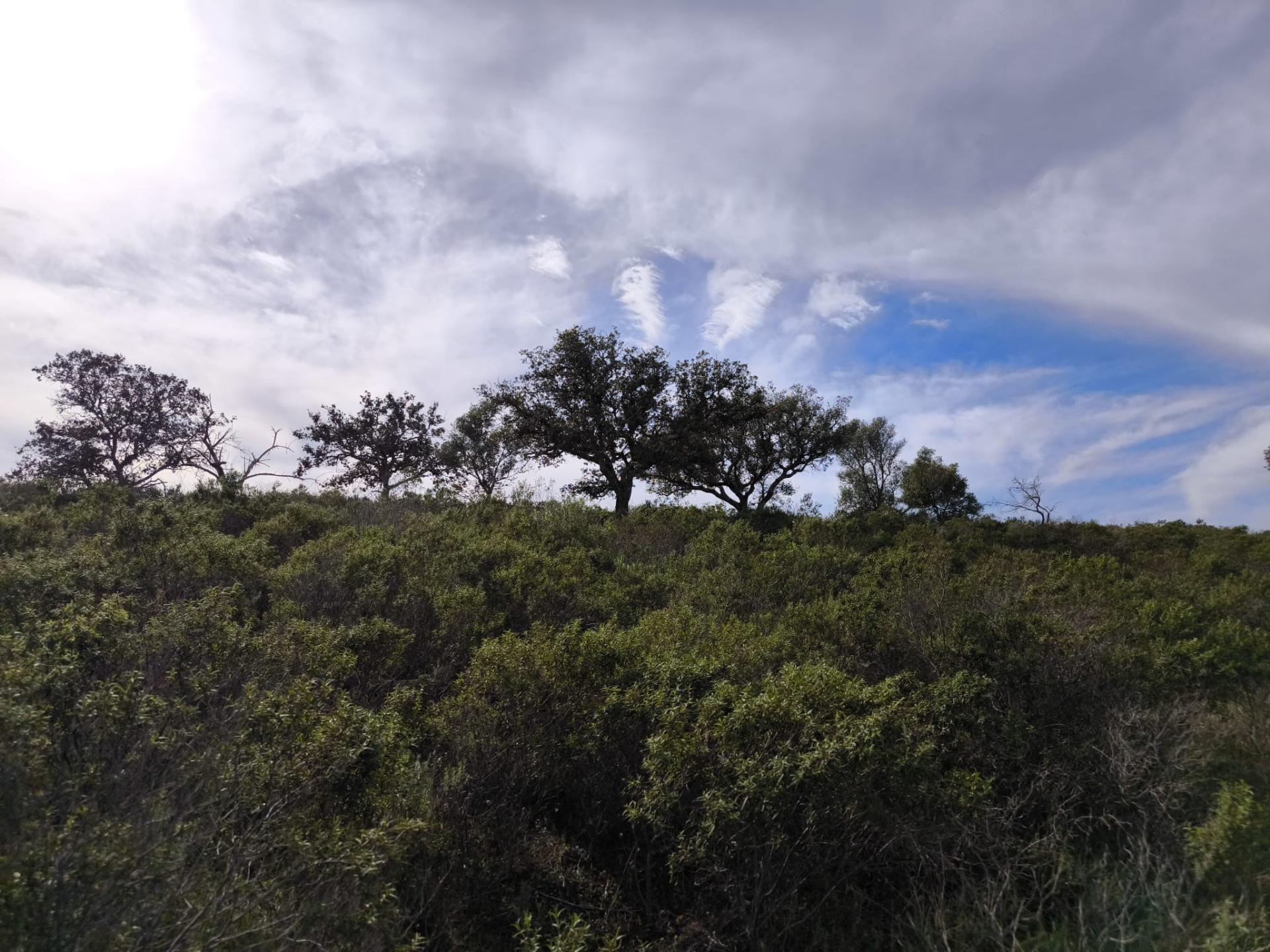 TERRENO COM 55.480 M² - COM POSSIBILIDADE DE CONSTRUÇÃO - HABITAÇÃO - TURISMO RURAL - ODELEITE - CASTRO MARIM - ALGARVE