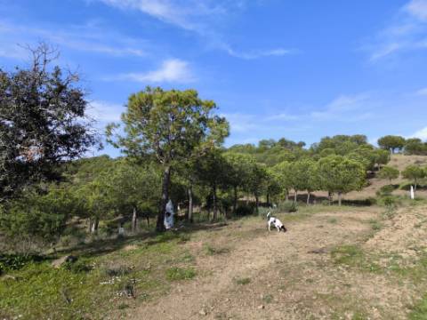 TERRENO COM 76.620 M2 - COM POSSIBILIDADE DE CONSTRUÇÃO - MORADIA E OU TURISMO - COM ÁRVORES - PRÓXMO A FOZ DE ODELEITE - CASTRO MARIM - ALGARVE