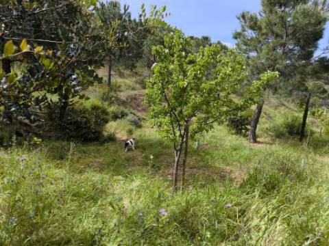 TERRENO COM 56.950 M2 - COM FURO - DEPOSITO DE ÁGUA - VISTA MAR - EM V. N. CACELA - VRSA - ALGARVE