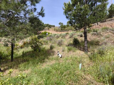 TERRENO COM 56.950 M2 - COM FURO - DEPOSITO DE ÁGUA - VISTA MAR - EM V. N. CACELA - VRSA - ALGARVE