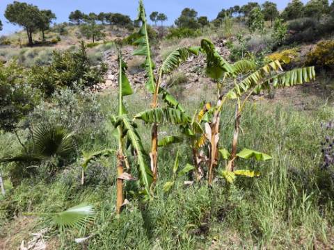 TERRENO COM 56.950 M2 - COM FURO - DEPOSITO DE ÁGUA - VISTA MAR - EM V. N. CACELA - VRSA - ALGARVE