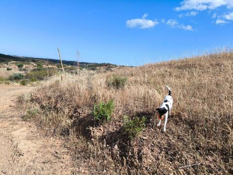 TERRENO MISTO COM 10.000 M² - COM ÁREA URBANA PARA CONSTRUÇÃO - VISTA MAR - VALE ANDREU - CASTRO MARIM - ALGARVE
