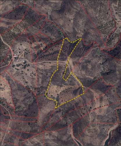 Azinhal, terreno rustico de mais de 29.000m² sito Palmeira