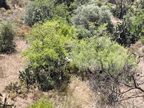 TERRENO RUSTICO COM 17.120 M2 - ACESSO POR ASFALTO - EM PEDRA ARRANCADA - ALTURA - CASTRO MARIM - ALGARVE