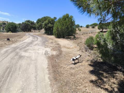 TERRENO RUSTICO COM 17.120 M2 - ACESSO POR ASFALTO - EM PEDRA ARRANCADA - ALTURA - CASTRO MARIM - ALGARVE