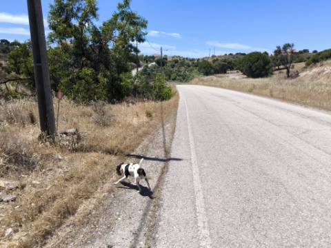 TERRENO RUSTICO COM 17.120 M2 - ACESSO POR ASFALTO - EM PEDRA ARRANCADA - ALTURA - CASTRO MARIM - ALGARVE