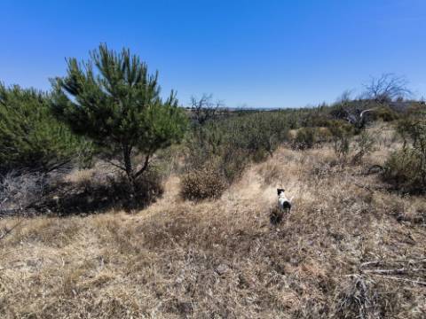 TERRENO RUSTICO COM 13.790 M2 - VISTA MAR - COM POÇO - PRÓXMO AO GOLFE - EM VILA NOVA DE CACELA - VRSA - ALGARVE