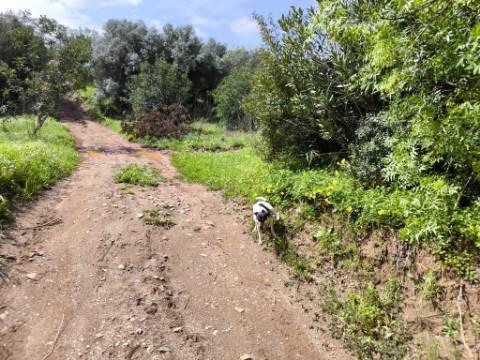 MORADIA T2 - COM TERRENO DE 3628 M2 - CONFRONTA COM RIBEIRO - EM RUÍNAS NO CURAL DA PEDRA - JUNTO AO RIBEIRO - TAVIRA - ALGARVE